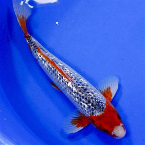 mongo koi fish|Next Day Koi .
